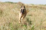 MALINOIS 346